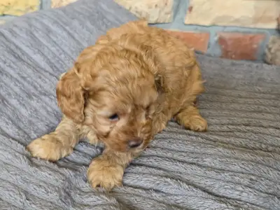 Cavapoo - Toffee