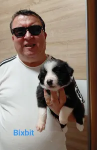 Border Collie - Bixbit
