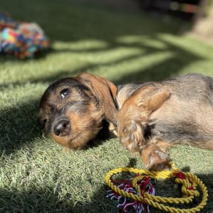 Dachshund - Armani