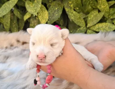 West Highland White Terrier - Bea