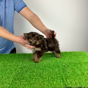 Yorkshire Terrier - Lily