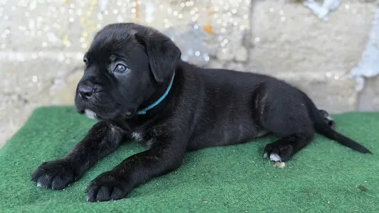Cane Corso Italiano - Eros