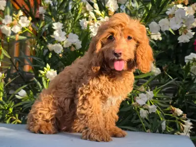 Cavapoo - Milky(health Tested:cardio,eye,patella)