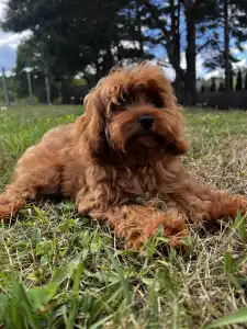 Cavapoo - Oscar 