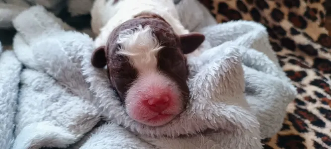 Lagotto Romagnolo - Lagotto Passion Bel Ami Elion
