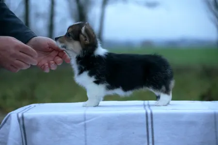 Welsh corgi pembroke - Athena The Wise From Farm Of Happy Dogs