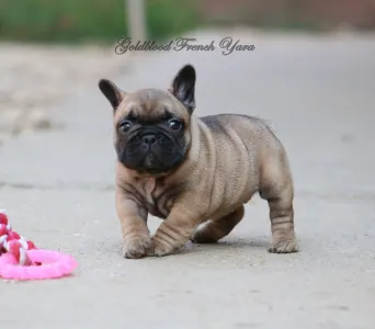 Francia bulldog - Yara