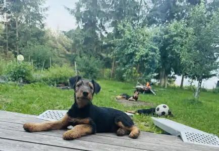 Airedale terrier - Cherry