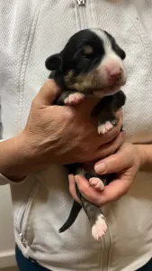 Entlebucher - Gala Helvétsky Priateľ