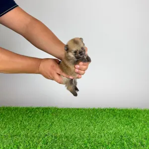 Szpic miniaturowy - Rixi