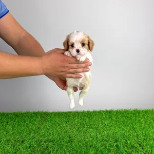 Кавалер кинг-чарльз-спаниель - Enzo