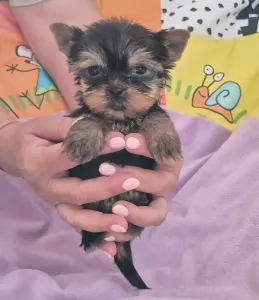 Yorkshire Terrier - Inci-fincy (extra Small Size)