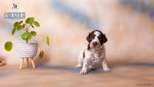 Lagotto Romanjolo - Caligula Negro Tesoro