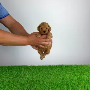 Caniche Toy - Smile