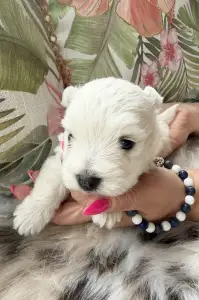 West Highland White Terrier - Bosco