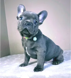 French Bulldog - David