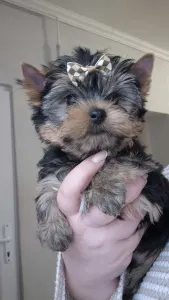 Yorkshire Terrier - Batman Of Midsummer Nights Miracle 