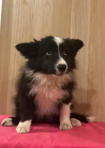 Border Collie - Gvinet