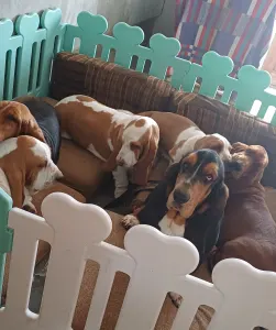 Basset Hound - Boston 