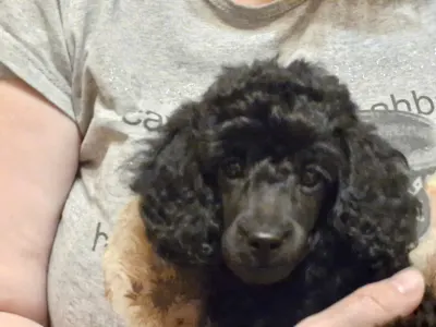 Törpe uszkár - Ajda