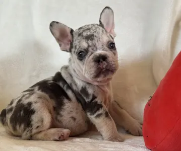 Francouzský buldoček - Mazsola