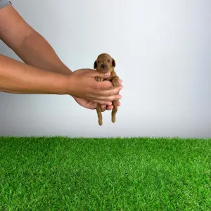 Caniche Toy - Zingo
