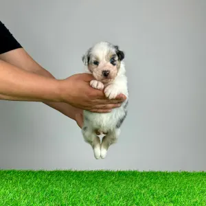 Australian Shepherd - Kenny