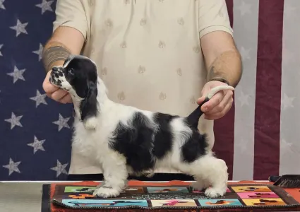 Amerikai cocker spániel - Ibiza Of Your Sweetest Dream