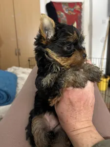 Yorkshire Terrier - Helga