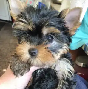 Yorkshire Terrier - Larissa