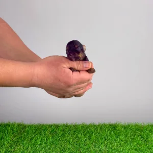 Yorkshire Terrier - Shakira