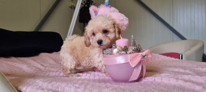 Maltipoo - Teddy