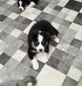 Miniatur amerikanischer Schäferhund - A Bolt Of Pure Sparkles Of Joy