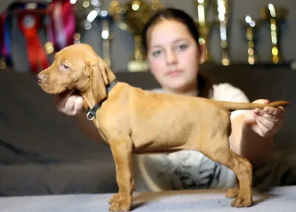 Wyżeł węgierski krótkowłosy - Pörgelóci Mercedes