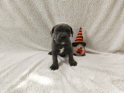 Cane Corso Italiano - Forza Di Diavolo Diego