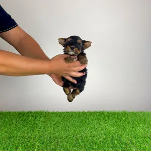 Yorkshire Terrier - Boovy