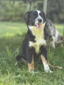 Miniatur amerikanischer Schäferhund - Flo (florence)