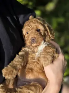 Cavapoo - Molly