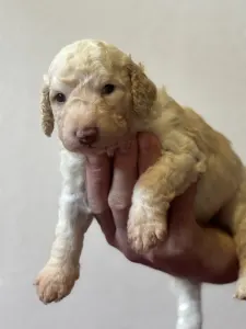 Spanyol vízikutya - Barbarossa