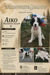 Landseer - Aiko