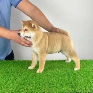 Shiba - Katsu