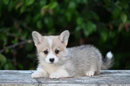 Pembroke Welsh Corgi - Krókusz