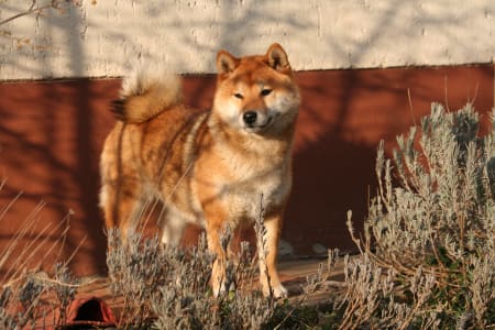 Shiba Inu - Hoshibaru