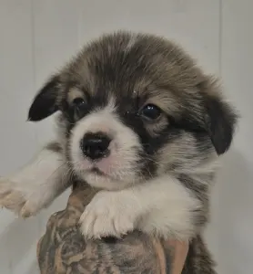 Pembroke Welsh Corgi - Kis Gróf