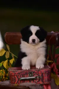 Border Collie - Gingers Heritage Golden Light Of Down