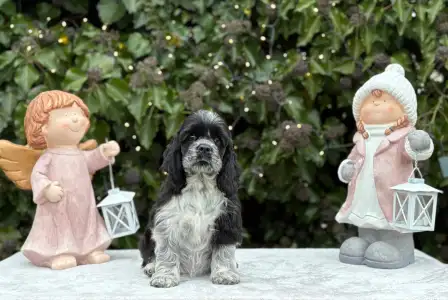 Amerikai cocker spániel - Dream Of Aurora