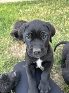 Cane Corso Italiano - Bella