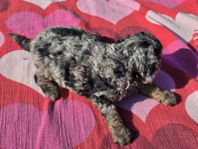 Cavapoo - Céline