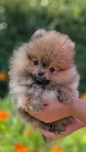 Pomeranian - Pami