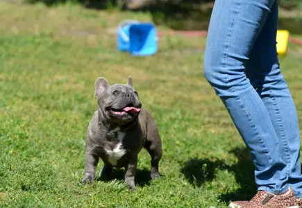 Buldog francuski - Amanda